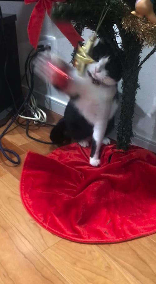 クリスマスツリーのオーナメントをパンチする猫
