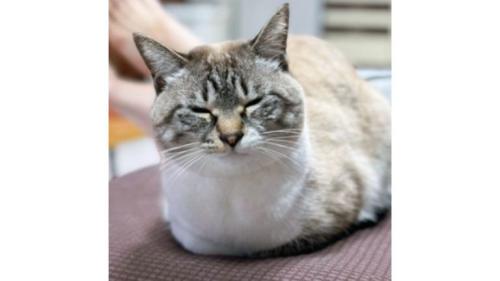 室内にいる猫