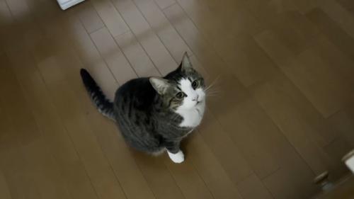 こちらを見上げて