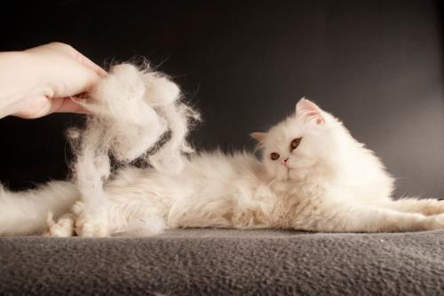 白い猫と抜け毛