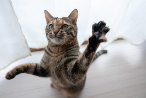 立ち上がって前足をのばす猫