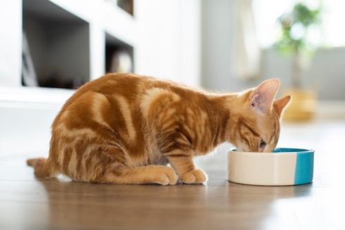 ごはんを食べる猫