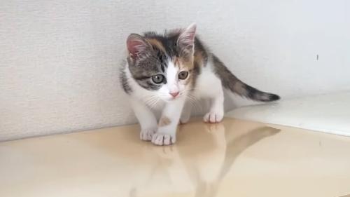 ビックリした顔の三毛ちゃん