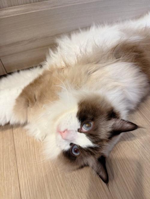 寝転がる青い目の長毛猫