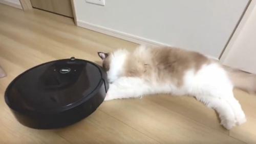 ロボット掃除機と戯れる猫