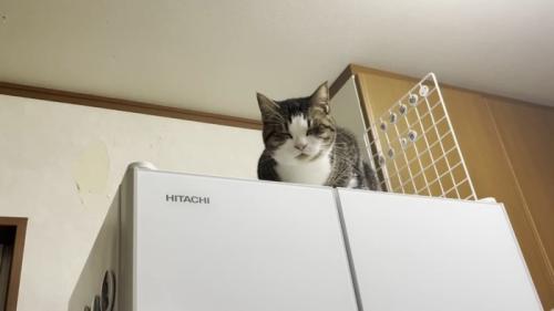 冷蔵庫の上