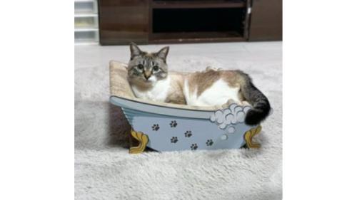 くつろいでいた猫