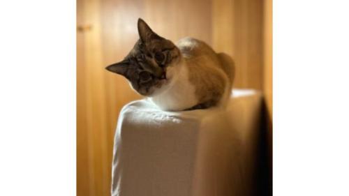 ソファーに座っている猫