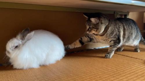 ウサギのおしりに前足を伸ばす猫