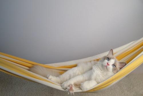 ハンモックに身をゆだねる猫
