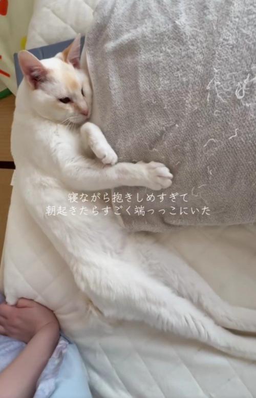 ベッドの端に寝る猫