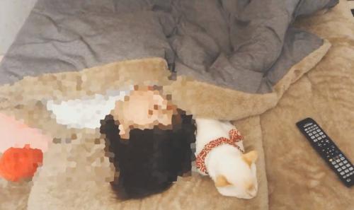 一緒に寝る猫と飼い主