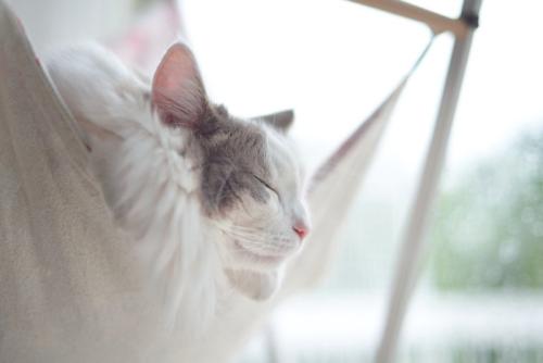 ハンモックでリラックスしている猫