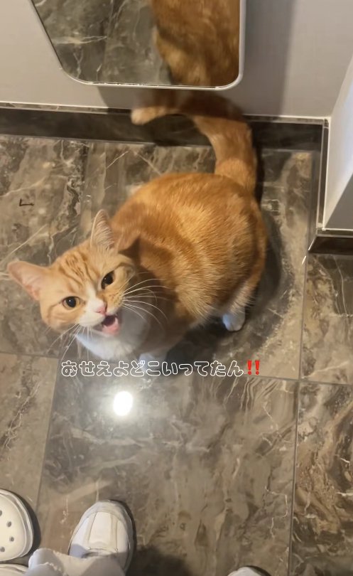 カメラ目線で口を開けている猫「おせえよどこいってたん！！」