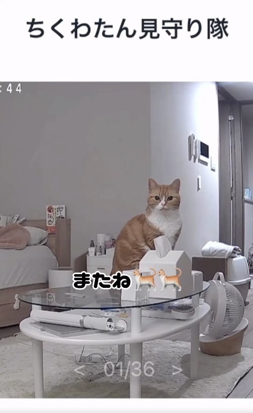 テーブルの上でお座りしているアップの猫を写した見守りカメラ