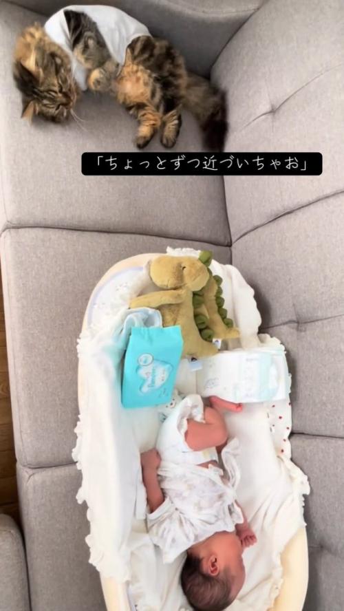 ソファーで寝る赤ちゃんと猫