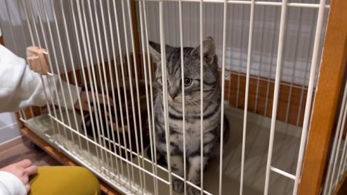 ケージの中にいる猫