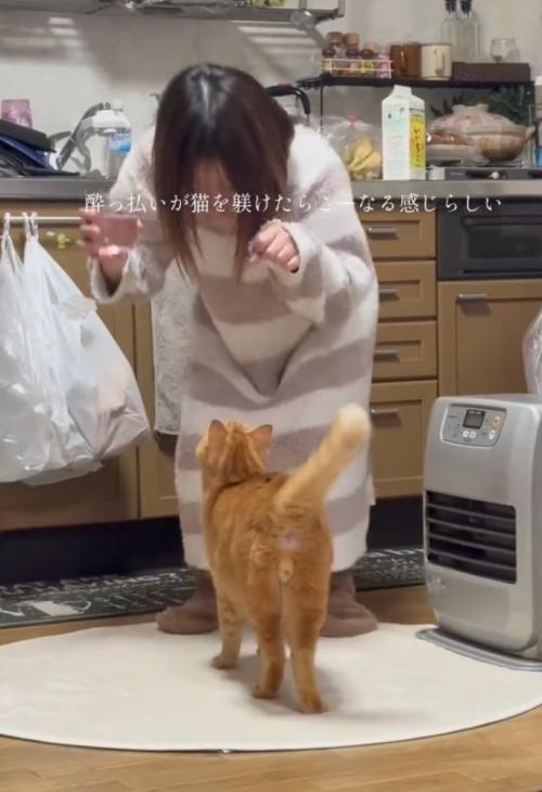 見つめる猫