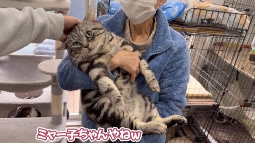 抱っこされなでられる猫