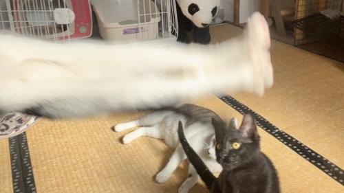 猫の下半身のアップと見上げる黒猫