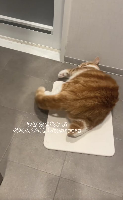 珪藻土マットの上で背中を丸めて伏せている猫の後ろ姿