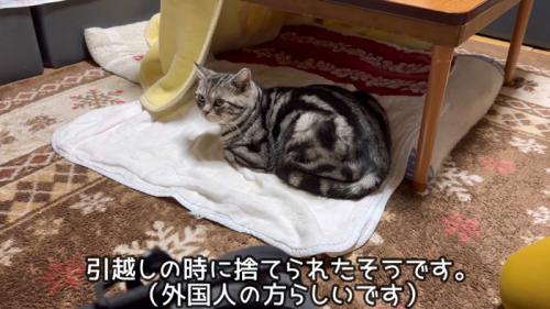 マットの上に座る猫