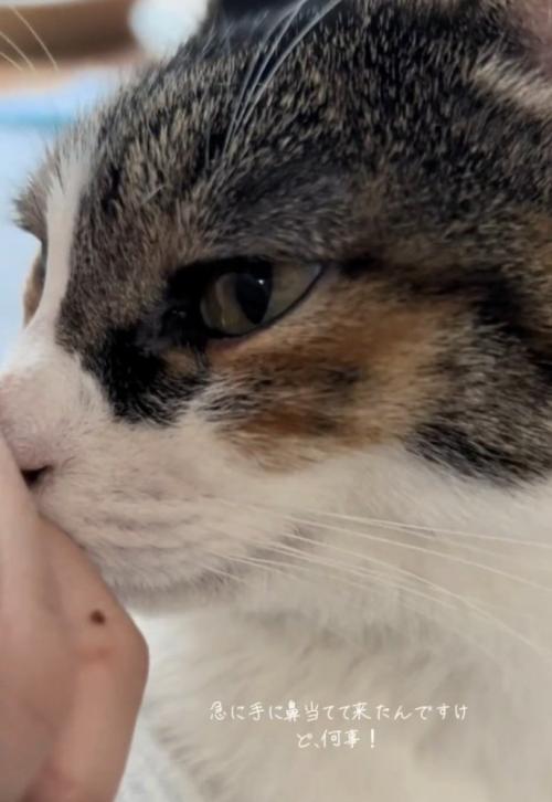 人吸いをする猫