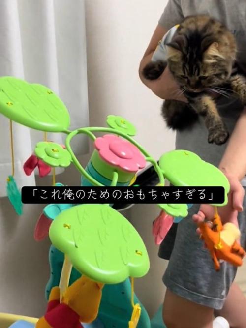 ベッドメリーを見る猫
