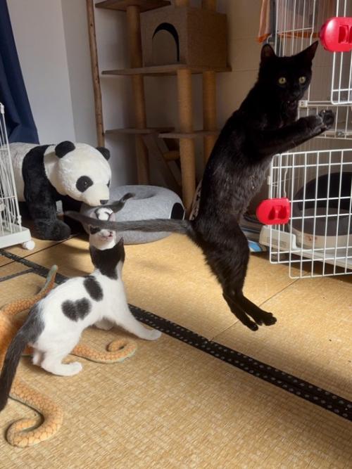 まっすぐ上に飛ぶ黒猫