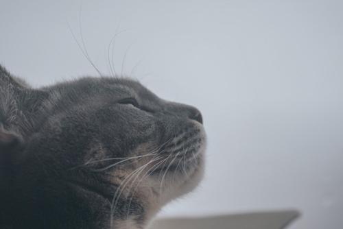 外を見つめる猫