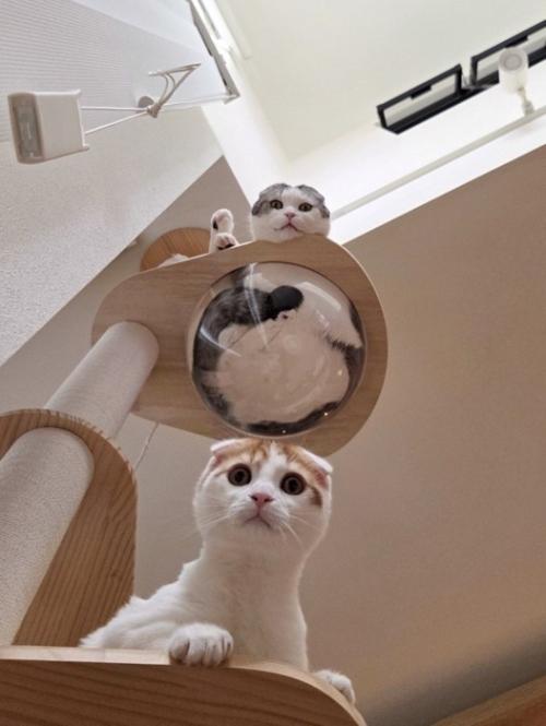 キャットタワーでくつろぐ2匹の猫