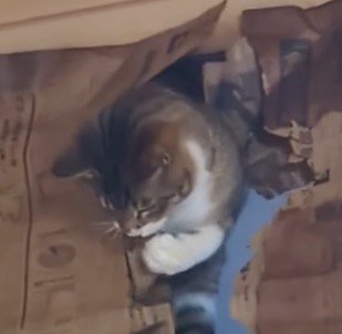 部屋の上部に開いた穴の上でくつろぐ猫