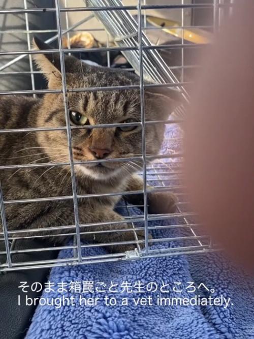 捕獲器の中にいる猫