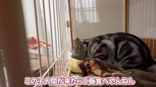 ごはんを食べる猫