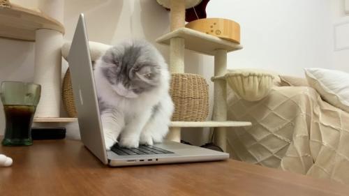 キーボードに乗るしろがね丸くん