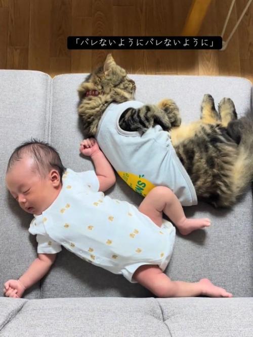 赤ちゃんにくっつく猫