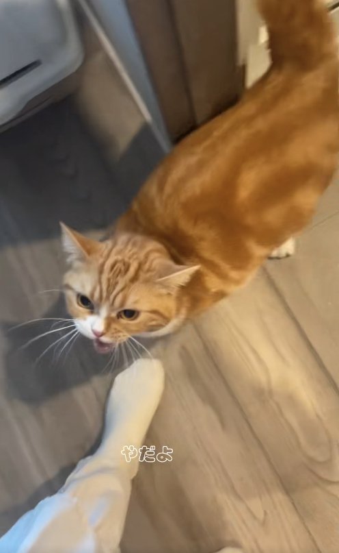 洗面所のドア付近で怒った顔をしている猫「やだよ」