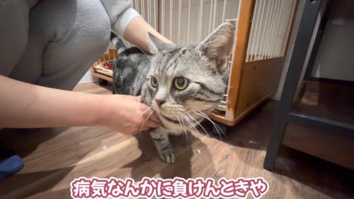 体をなでられる猫