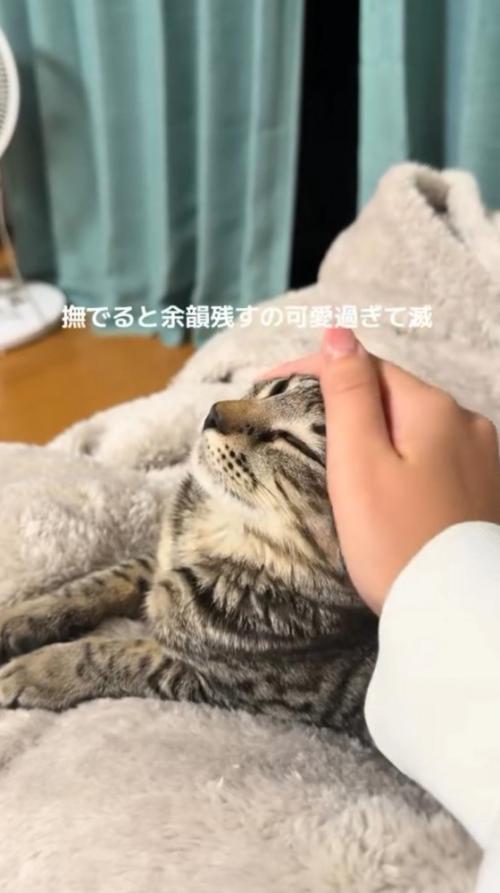 猫の頭を撫でる飼い主