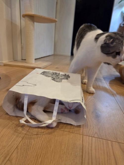 紙袋に隠れてくつろぐ猫