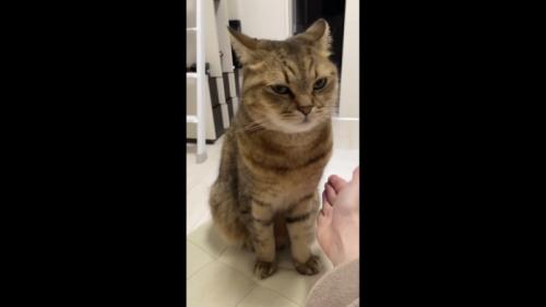 表情で拒否するみにら君