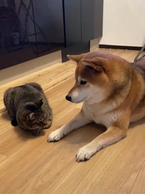 並んで座る猫と犬