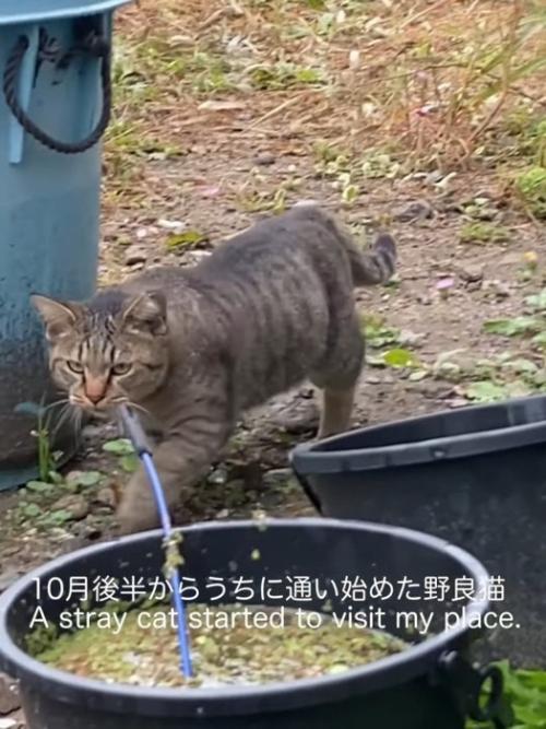 外を歩く猫
