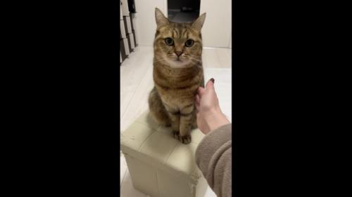 再度前足を叩いて催促