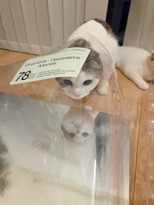 ビニール袋に顔を突っ込む猫