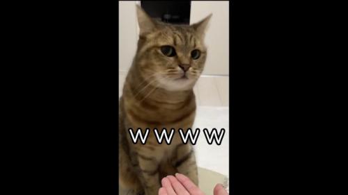 一瞥するみにら君