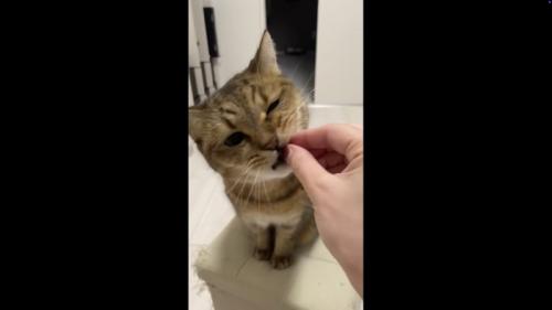 おやつをもらっている写真