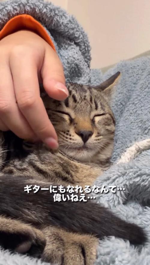 飼い主の指で頬を撫でられる猫