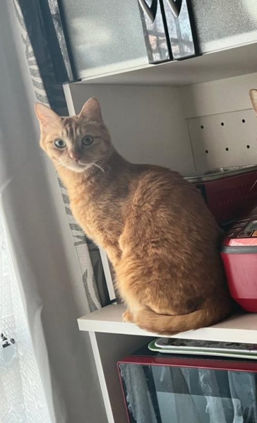 カメラ目線の猫