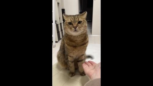 しっぽぶんぶんしている写真